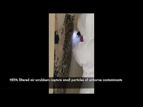 The Mold Remediation Process