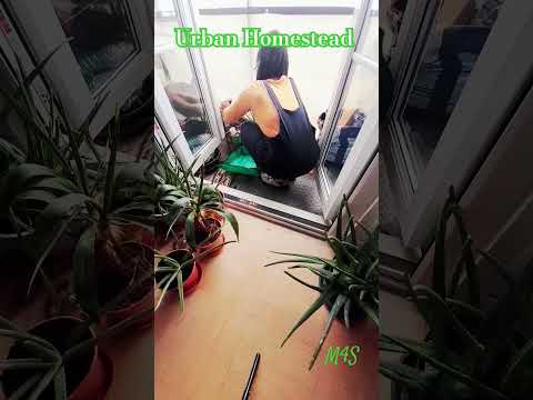 Balcony Gardening Diaries The Magic Rosemary