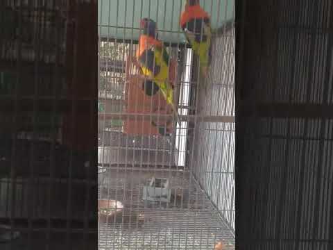 Parrots flying