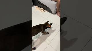 Charlie, a Malinois, 2 months old, interactive button,Малинуа Чарли, 2 месяца, интерактивная кнопка
