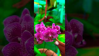 Orchid varieties#orchidslover #flowers #orchid #phalaenopsis #dentrobium