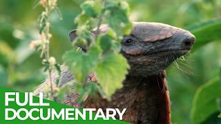 Wild Brazil – Heartland of Flame and Thunder | Free Documentary Nature