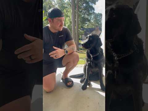 Why Every Veteran Needs a Service Dog — French Shows You How It’s Done