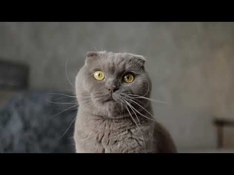 Wildlife Animals   Safari Moments   Forest   Free HD Videos   no copyright footages