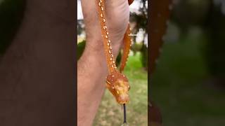 Orange Juvenile Biak Green Tree Python