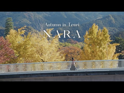 Autumn in Nara 🍁 Exploring the Golden Ginkgo Trees of Tenri and a Scenic Shrine | Japan Vlog