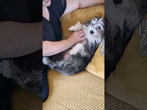 Incredible Resilience of Senior Dogs