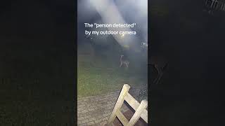 Deer zoomies captured on camera! #deerzoomies #backyard