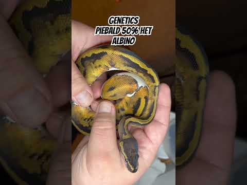 #ballpythonmorphs  #morphmarket  #ballpythonsofinstagram #ballpythonbreeder #piedballpython ￼￼￼￼#fyp