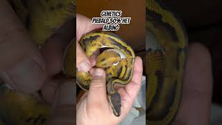 #ballpythonmorphs  #morphmarket  #ballpythonsofinstagram #ballpythonbreeder #piedballpython ￼￼￼￼#fyp