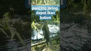 pancing jaring pakai pelampung #pancingjaring #mancingjaring #ikanbiawan #ikanbulanbulan