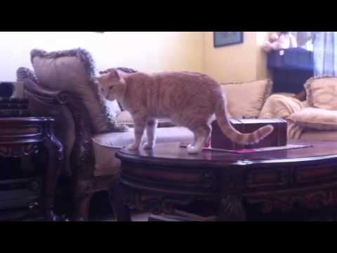 My Cat Sunny