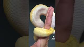 #ballpython #mutation #snake #reptiles #animal #viralvideo #ballpythons #pied #piedballpython #fyp