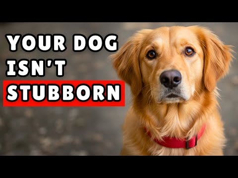 Why Your Dog Doesn’t Listen (It’s Actually Your Fault)