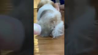 funny dogs #dubai #shortvideo #tranding #tiktok #shorts