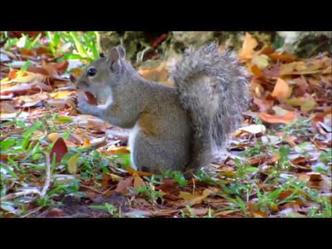 Squirrel Eating Nuts | 4k Video | 2017 Latest