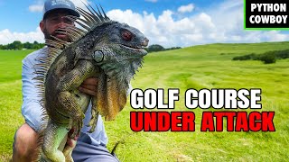 Iguanas Take Over Golf Course