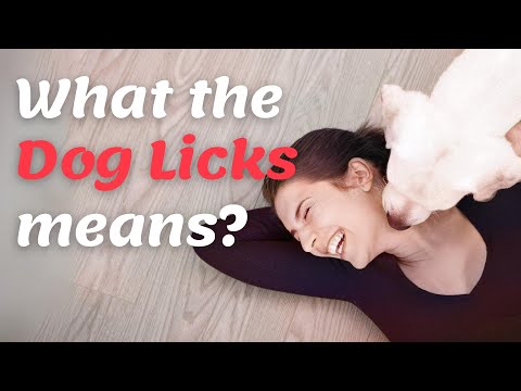 What Your Pup Wants You to Know? Decoding Dog Licks!
