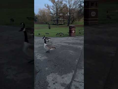 Ducks at the park