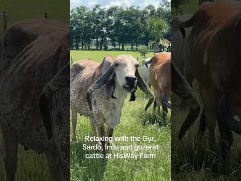 Relaxing with the coolest cattle ever! Gyr, Sardo, Indu and guzerat at HisWay Farm #gyrcattle #cow