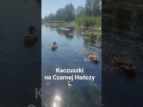 Spływ kajakowy - kaczuszki na Czarnej Hańczy 🦆 #spływkajakowy #podróże #zwiedzanie #polska #kajaki