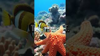 The Sneaky Revenge Plot of the Wrasse Fish!