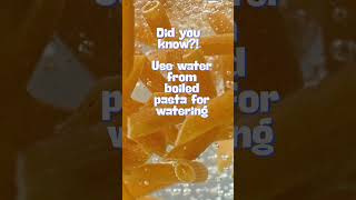 Starch Water In The Garden?!🍂#GardenHack #RoyalRoots🌿 #GardenWithSincere #GardenMagic 🌱🪄