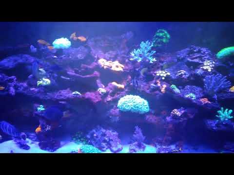 220 reef tank under blue led lights