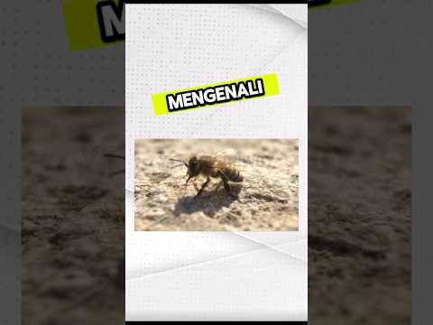Fakta Unik Lebah!