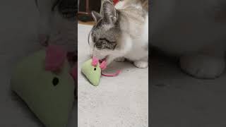 Cappuccino's lazy day 🐾🐱#cat #cutecat #funnycat #handsomeboy #lazy #vibes #calm #relax