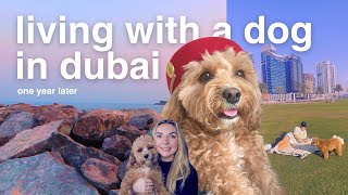 life with a dog in dubai update - one year later 🐾🌴🌊🥥