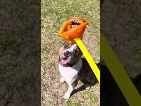The Adventure of Vitamin-C Orb-Alien continues. . Will it survive the ladle launcher?! #dogs #cute
