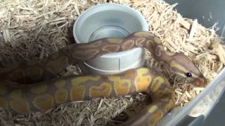 Banana Ball Python Unboxing Part 2: GREAT NEWS!!!