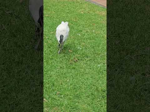 Bin Chicken vs Cockroach