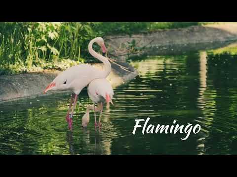 Nature video- Different types of birds- Background instrumental music.