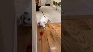 Another win for Dave! Details and discount code in bio!  @cheerble_global #wickedballduo2 #cattoys