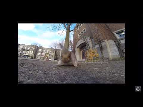 SQUIRREL STEALS GOPRO