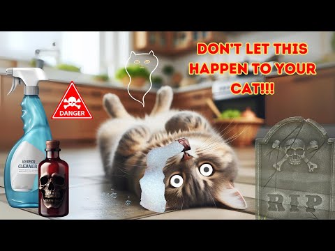 9 Ways To Keep Your Cat Safe!