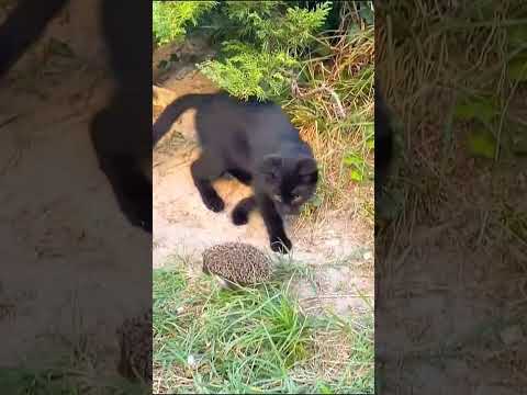 Curious cat meets hedgehog for the first time 🦔🐈‍⬛😹