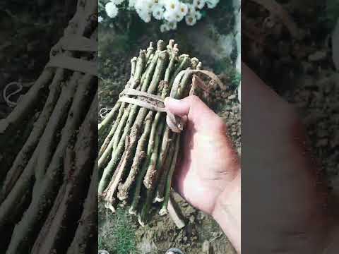 how to plant rose cuttings || how rose cuttings can be planted || plantation ||