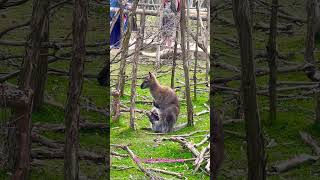 Mother kangaroo with baby roo in Australia #australia#indianinaustralia#desiinaustralia#kannadathi