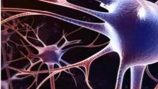 Understanding Memory