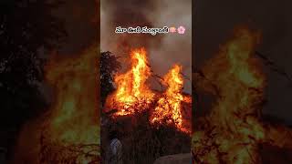 మా ఊరి సంక్రాంతి 🪷🔥🌾🪁 #sankranthi #blushandbloomshorts #teluguoldhitsong #latest #trendingonyoutube