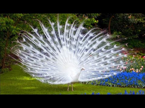 മണ്ണും ന്യൂസ്‌പേപ്പറും ഉപയോഗിച്ച് ഒരു അടിപൊളി മയിൽ ഉണ്ടാകാം 🦚🦚