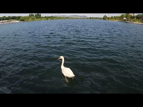 A Vienna Swan at a secret place in Vienna - Secret Vienna Drawings