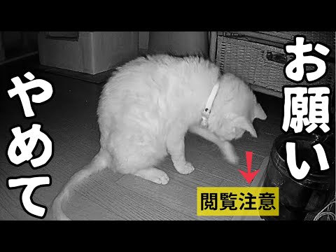 Owner screams at shocking sight of cat playing with cockroach!
