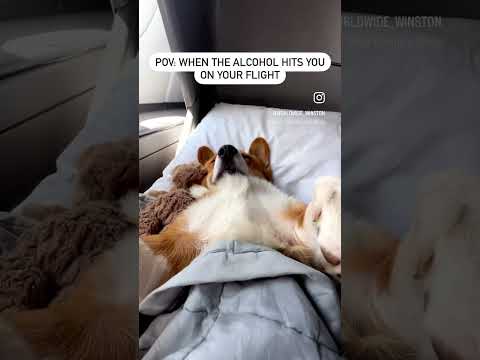 Too much alcohol on my flight #dog #dogs #mypet #dogshorts #travel #dogtravel #pettravel #corgi