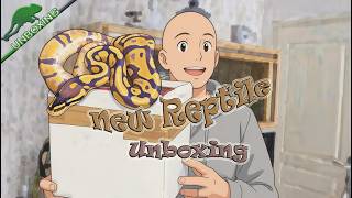 UNBOXING NEW REPTILE / BANANA BALL PYTHON