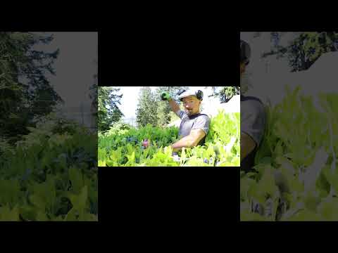 Hedge Trimmer