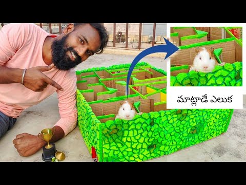 ఇది చూస్తె...ఎవరైనా సరే అవక్కవలసిందే || How To Make A Maze For Guinea pig  || in Telugu ||